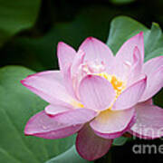 Pink Lotus Flower Poster