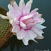 Pink Lotus In Water Poster
