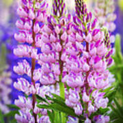 Vibrant Pink Lupines Poster