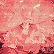 Pink Macro Flower Poster