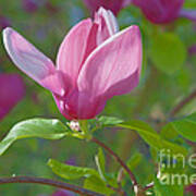 Pink Magnolia Blossom Poster