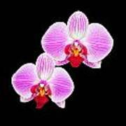 Pink Orchid Poster