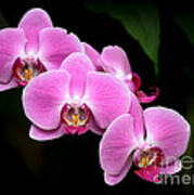 Pink Orchids In A Row Poster