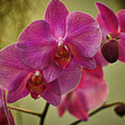 Pink Orchids Poster