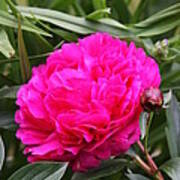 Pink Peony Poster