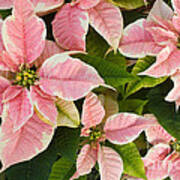 Pink Poinsettias Flowers Poster
