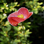 Pink Poppy With A Bent Stem Poster