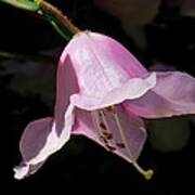 Pink Rhododendron Blossom Poster