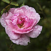 Pink Rose With Raindrops Poster