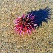 Pink Sea Urchin Poster