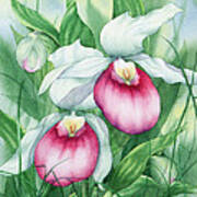Pink Showy Lady Slippers Poster
