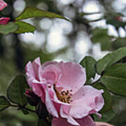 Pink Tea Roses Poster