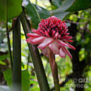 Pink Torch Ginger Poster