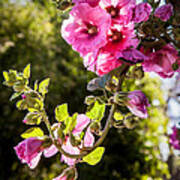 Pink Trumpet Poster