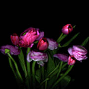 Pink Tulips And Ranunculus Poster