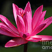 Pink Water Lily Poster