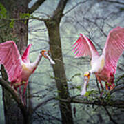 Pink Wings In The Swamp Poster