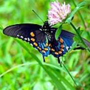 Pipevine Swallowtail Hanging On Poster