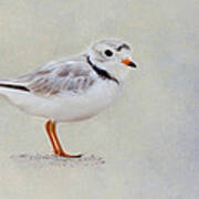 Piping Plover Poster