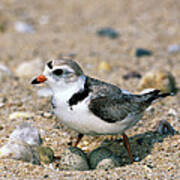 Piping Plover Sitting on Eggs Poster