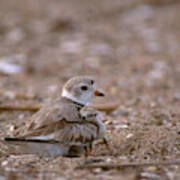 Piping Plover With Chick Poster