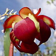 Pitcher Plant Blossom  #2 Poster