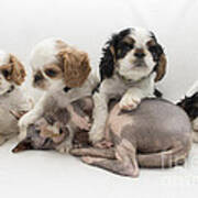 Playful Puppies Poster