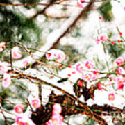 Plum Blossoms Covered In Snow Poster