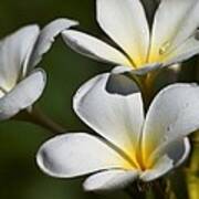 Plumeria After A Rain Poster