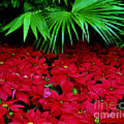 Poinsettias And Palm Poster