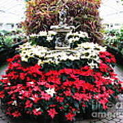 Poinsettias At Botanical Gardens With Oil Painting Effect Poster