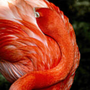 Poised Flamingo Poster