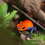 Poison Dart Frog From Costa Rica Poster