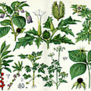 Poisonous Plants Poster