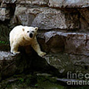 Polar Bear Cub Poster