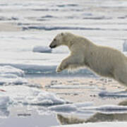 Polar Bear Jumping Poster