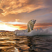 Polar Bear, Repulse Bay, Nunavut, Canada Poster