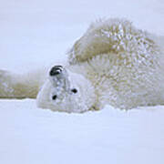 Polar Bear Rolling In Snow Hudson Bay Poster