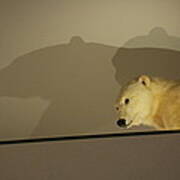 Polar Bear Shadows Poster