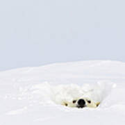 Polar Bear Ursus Maritimus Sticking Its Poster