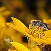 Pollenating Coreopsis Flower Poster