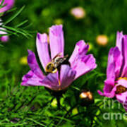 Pollinating Flowering Poster