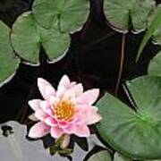 Pond Lily Poster