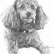 Poodle Pencil Portrait Poster