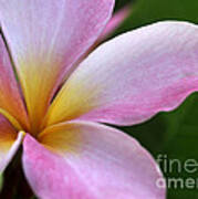 Pop Of Pink Plumeria Poster