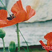Poppies - 2 Poster