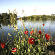 Poppies At Lake Poster