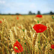 Red Poppies In Grain Field Poster