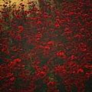 Poppies In The Rain Poster