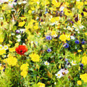 Poppy In Wildflowers Poster